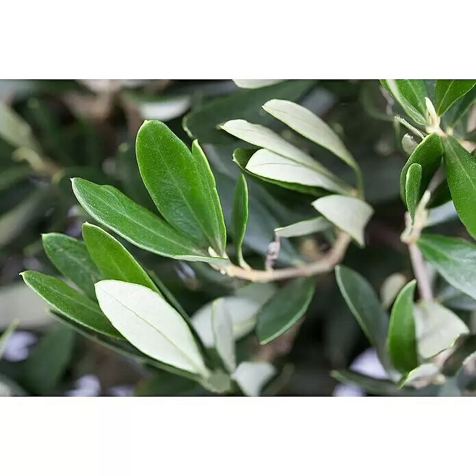Piardino Olivenbaum - Olea europaea Florida, Topfgröße: 35 cm - Nahaufnahme von Olivenblättern an einem Zweig, die leuchtendes Grün und hellere Unterseiten zeigen, typisch für gesundes Laub.
