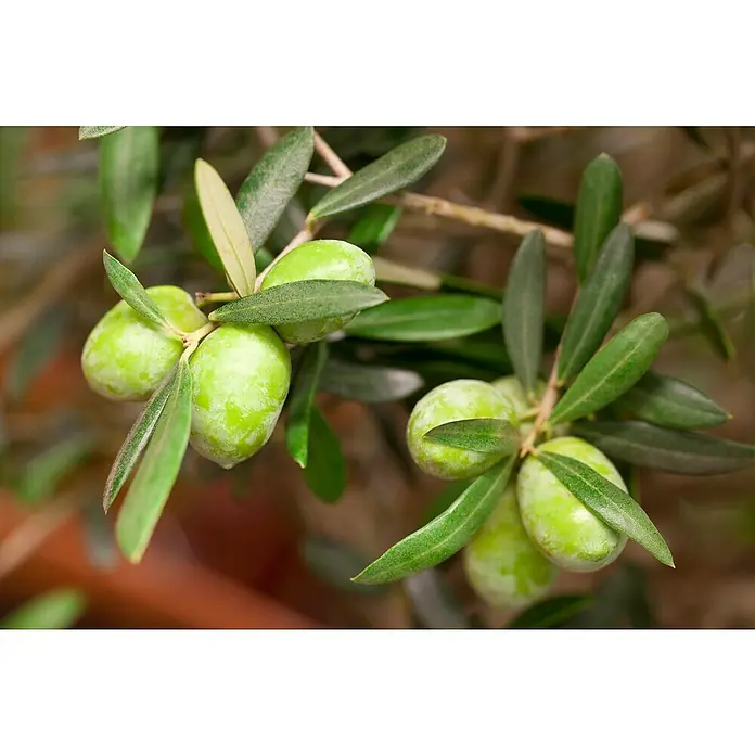 Piardino Olivenbaum - Olea europaea Florida, Topfgröße: 35 cm - Nahaufnahme von grünen Oliven, die an einem Olivenbaumzweig mit länglichen Blättern wachsen.