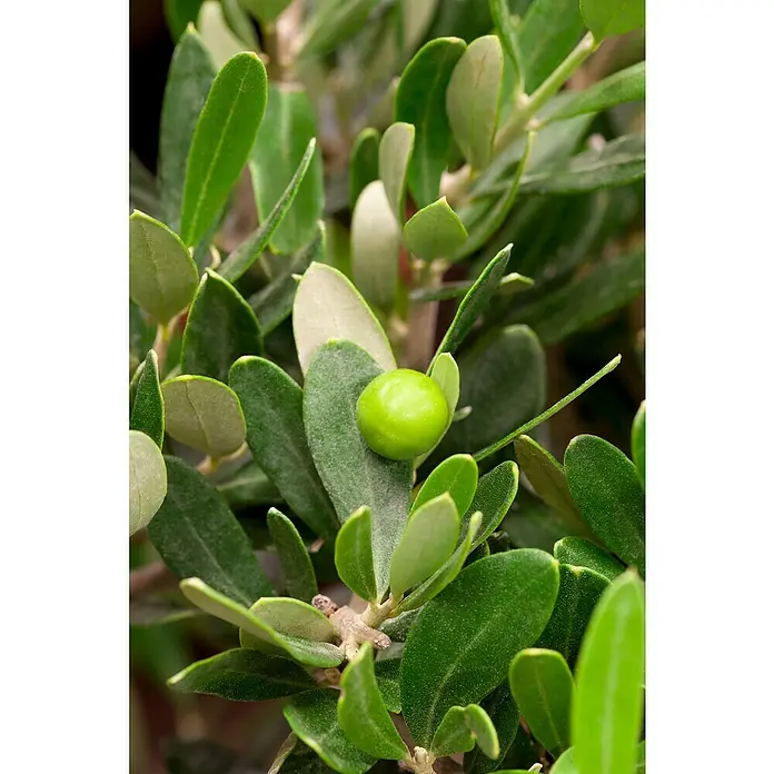 Piardino Olivenbaum - Olea europaea Florida, Topfgröße: 35 cm - Nahaufnahme eines Olivenbaums mit grünen Blättern und einer einzelnen grünen Olive, die die natürliche Schönheit der Pflanze hervorhebt.