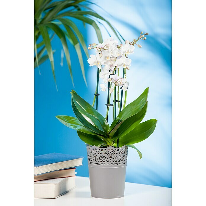 Phalaenopsis hybride12 Multiflora i.F.