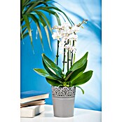 Phalaenopsis hybride12 Multiflora i.F.