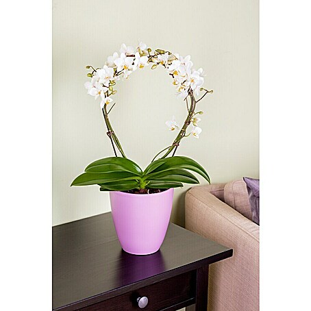 Piardino Schmetterlingsorchidee in Sommerkeramik (Phalaenopsis, Topfgröße: 12 cm, in Farben gemischt, Anzahl Triebe: 2 Stk., Aufrecht)