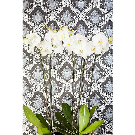 Piardino Orquídea mariposa