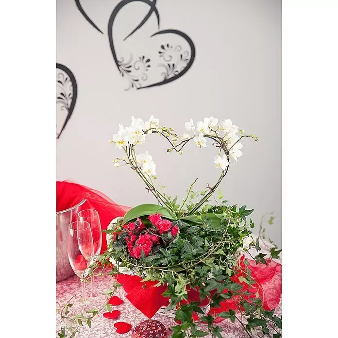 Piardino Efeu - Hedera helix - Herzförmige weiße Orchideenpflanze mit roten Blumen und Efeu in einem Dekotopf, auf einem Tisch für einen romantischen Anlass mit Sektgläsern.