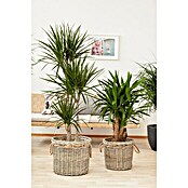 Yucca elephantipes 24