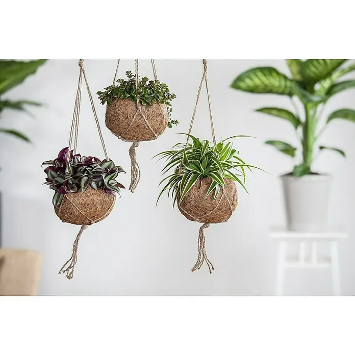 Piardino ZebrakrautTradescantia zebrina, Topfgröße: 15 cm, Grün-Weiß - Nahaufnahme von drei hängenden Kokedama-Pflanzgefäßen mit verschiedenen Zimmerpflanzen vor einem neutralen Hintergrund.