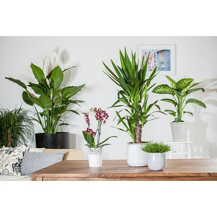 Yucca elephantipes 24