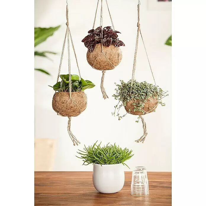 Piardino Zwergpfeffer - Peperomia, Topfgröße: 6 cm - Drei hängende Kokos-Pflanzgefäße mit Grünpflanzen und eine weiße Topfpflanze auf einem Holztisch mit Gläsern.