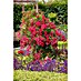Piardino Kletterrose 