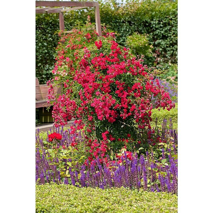 Rosa Hybride KletterLizenzfrei 3 Sonder
