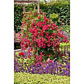 Rosa Hybride KletterLizenzfrei 3 Sonder