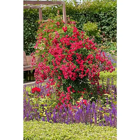 Piardino Kletterrose