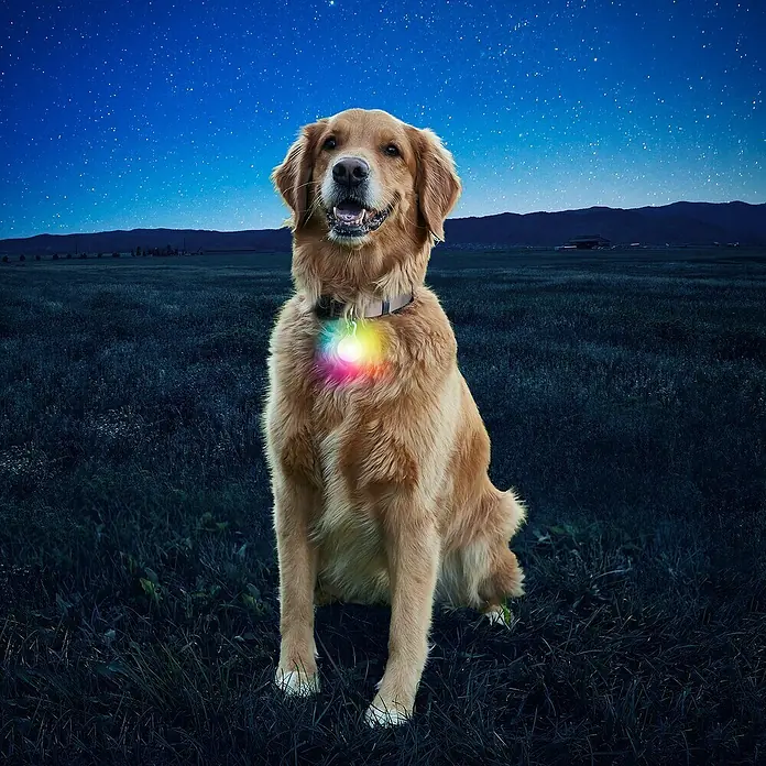 Nite Ize Mosquetón - Diámetro: 54 mm, Plástico, Lámparas LED - Golden Retriever sentado en la oscuridad con un collar LED brillante, lo que garantiza la seguridad por la noche.