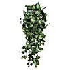 FITTONIA LN 80CM
