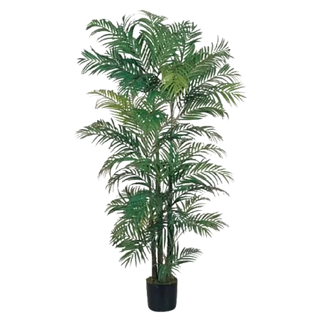 monstera adansonii ranken Monstera Monkey Leaf H70cm auf Stab  Exotische tropische Pflanze