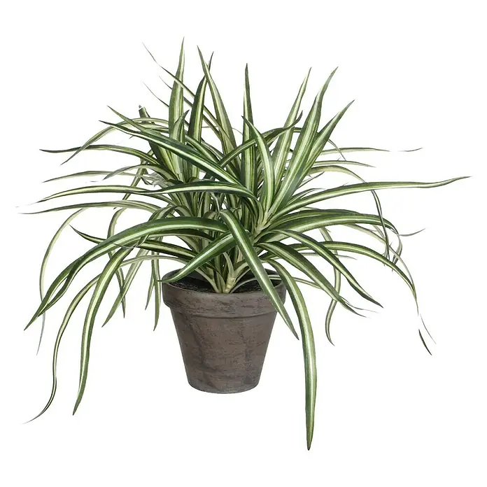 Kunstpflanze Dracaena - Höhe: 34 cm, Weiß/Grün, Kunststoff - Das Bild zeigt eine grüne Zimmerpflanze mit langen, spitz zulaufenden Blättern in einem grauen Topf auf schwarzem Hintergrund.