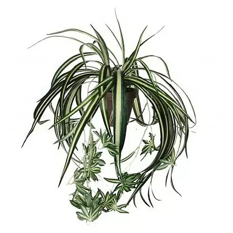 Kunstpflanze Chlorophytum