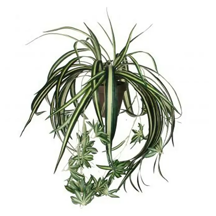 Piardino Kentiapalme (Howea forsteriana, Topfgre: 21 cm, 1 Pflanze) |  BAUHAUS