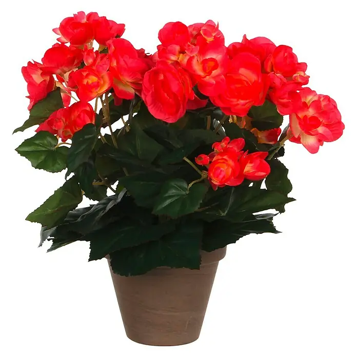 Flor artificial Begonia - Altura: 30 cm, Rojo, Plástico - Preciosa begonia roja en una maceta. Las flores rojas y las hojas verdes ofrecen un gran contraste con la maceta marrón.