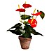 Kunstpflanze Anthurium 