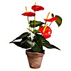 Kunstpflanze Anthurium (Höhe: 40 cm, Rot, Kunststoff) | BAUHAUS