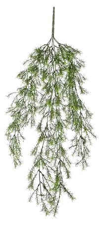 mammillaria microthele Mammillaria microthele var. superfina