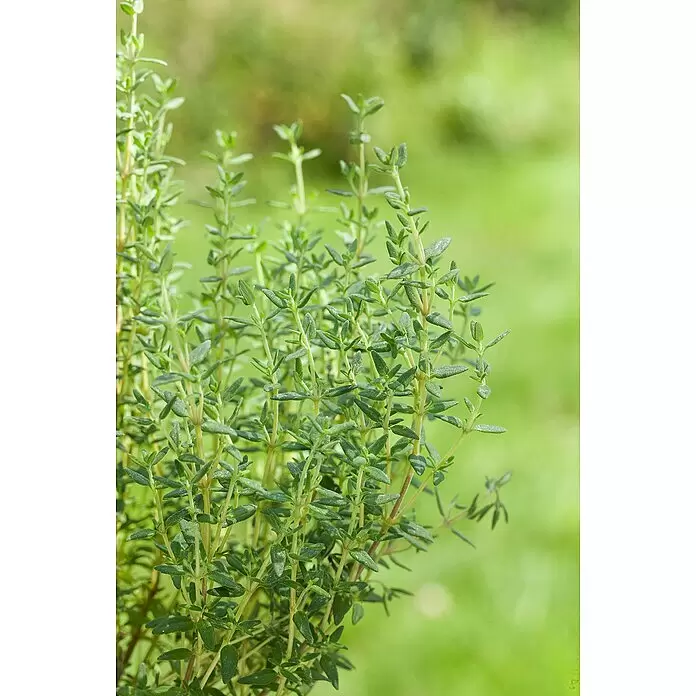 Piardino Echter Thymian Stämmchen - Thymus vulgaris, Topfgröße: 14 cm - Stimmungsaufnahme