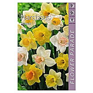 Kapiteyn Bulbos de primavera (Narcissus, 3 ud.)