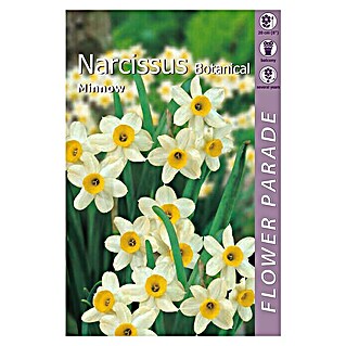 Kapiteyn Bulbos de primavera (Narcissus botanical minnow, 5 ud.)