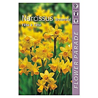 Kapiteyn Bulbos de primavera (Narcisus botanical tete a tete, 5 ud.)