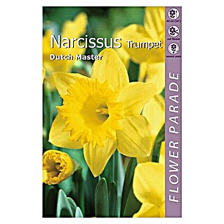 Kapiteyn Bulbos de primavera (Narcissus trumpet dutch master, 3 ud.)