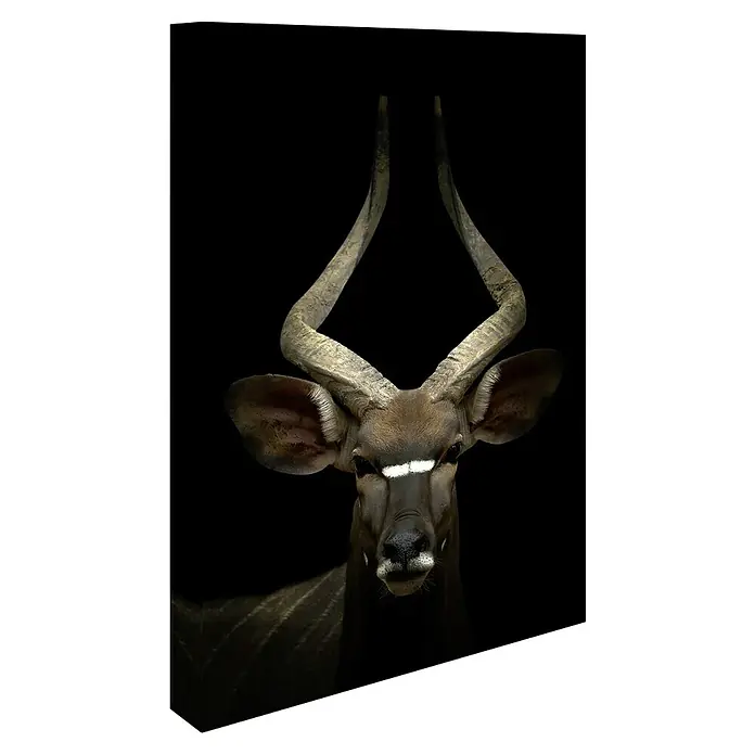 Póster Antílope - Retrato de animal, An x Al: 100 x 140 cm - Primer plano de un majestuoso kudú con largos cuernos en espiral y una distintiva marca facial blanca sobre un fondo negro.