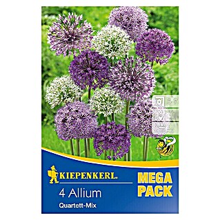 Kiepenkerl Frühlingsblumenzwiebeln Zierlauch 'Quartett-Mix' (Allium x hybrida, 4 Stk.)