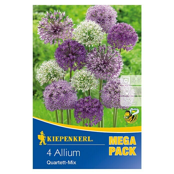 Kiepenkerl Frühlingsblumenzwiebeln Zierlauch 'Quartett-Mix'Allium x hybrida, 4 Stk. Top View