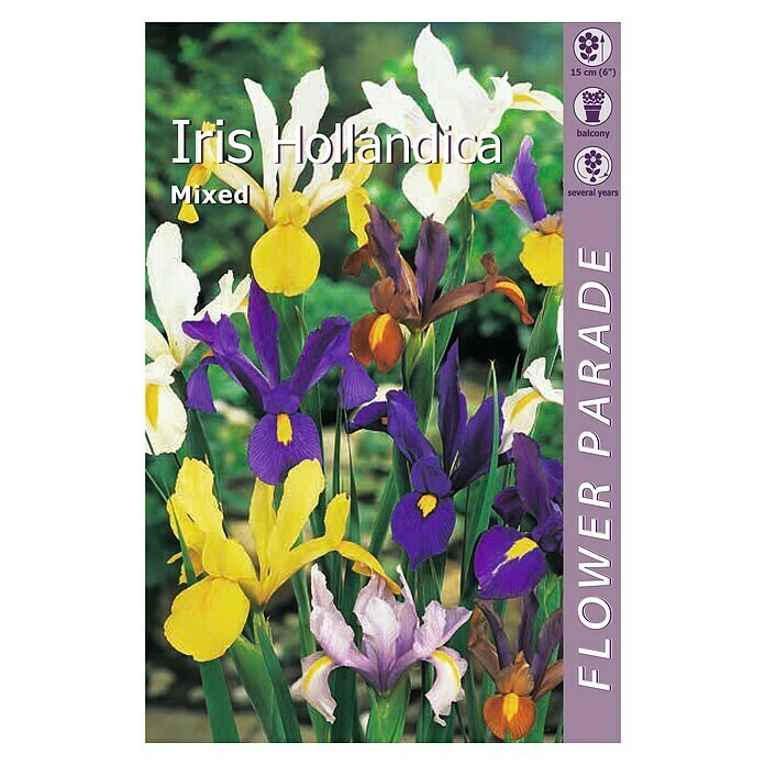 Kapiteyn Bulbos de verano (Iris Hollandica, 10 ud.) | BAUHAUS