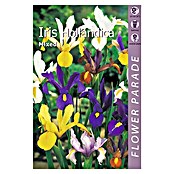 Kapiteyn Bulbos de verano (Iris Hollandica, 10 ud.) | BAUHAUS