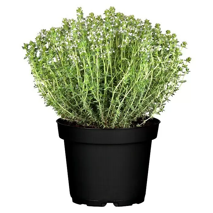 Piardino Echter Thymian - Thymus vulgaris, Topfgröße: 13 cm - Vorderansicht