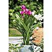 Curcuma Siam Samba 14 lila