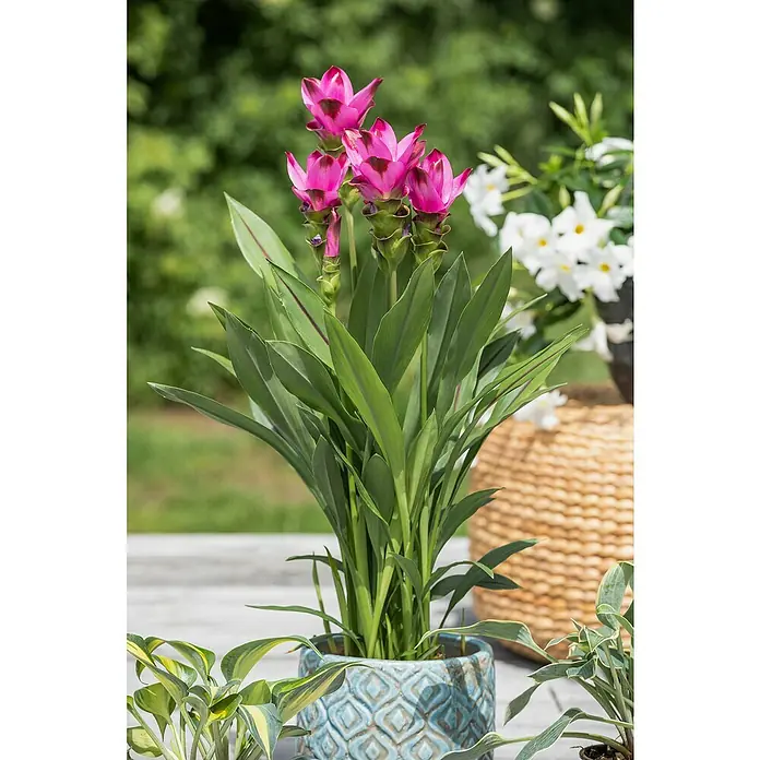Piardino Safranwurz 'Samba' - Curcuma alismatifolia 'Samba' - Diese Aufnahme zeigt eine Topfpflanze mit auffälligen, pinkfarbenen Blüten und saftig grünen Blättern, die eine lebendige und natürliche Atmosphäre ausstrahlt.