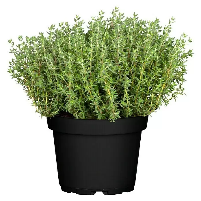 Piardino Echter Thymian - Thymus vulgaris, Topfgröße: 13 cm - Vorderansicht