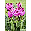 Curcuma Siam Samba 14 lila