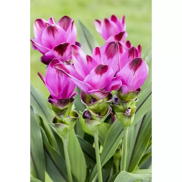 Piardino Safranwurz 'Samba' - Curcuma alismatifolia 'Samba' - Detailaufnahme