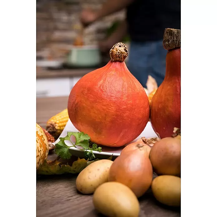 Blu Bio Hokkaidokürbis Balkon - Cucurbita maxima, 12 cm - Stimmungsaufnahme