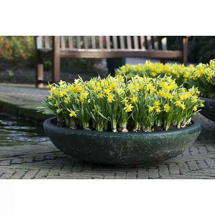 Piardino Frühlingsblumenzwiebeln Narzisse - Narcissus pseudonarcissus 'Tête-à-Tête', 12 cm - Dunkelgrüner, schalenförmiger Pflanzkübel mit leuchtend gelben Narzissen, in einer Gartenszene.