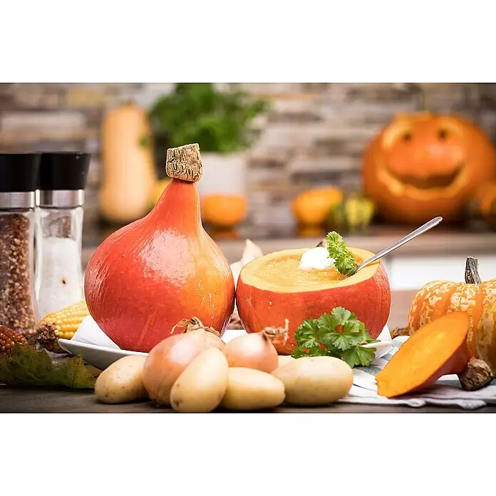 Blu Bio Hokkaidokürbis Balkon - Cucurbita maxima, 12 cm - Stimmungsaufnahme