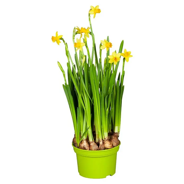 Piardino Frühlingsblumenzwiebeln Narzisse - Narcissus pseudonarcissus 'Tête-à-Tête', 12 cm - Topf mit blühenden Narzissen. Frühlingshafte gelbe Blüten und grüne Blätter in einem hellgrünen Topf, ideal für die Fensterbank.