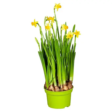 Piardino  Frühlingsblumenzwiebeln Narzisse