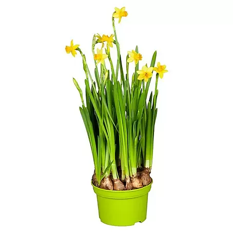 Piardino  Frühlingsblumenzwiebeln Narzisse