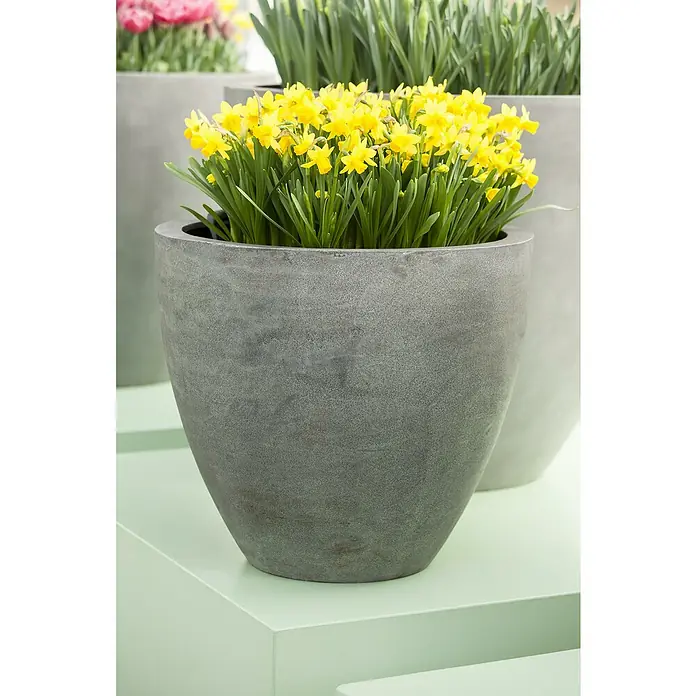 Piardino Frühlingsblumenzwiebeln Narzisse - Narcissus pseudonarcissus 'Tête-à-Tête', 12 cm - Nahaufnahme eines runden, grauen Pflanzgefäßes mit leuchtend gelben Narzissen, die auf einer hellgrünen Oberfläche stehen.