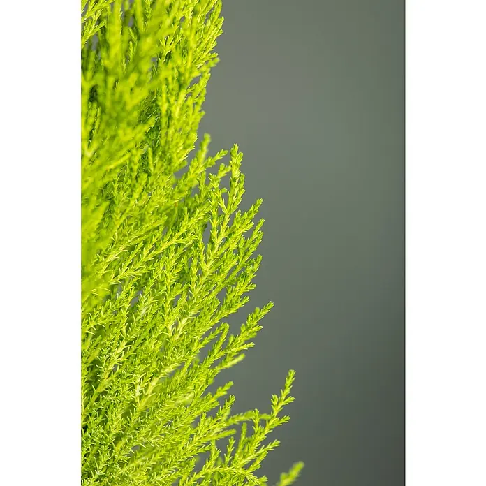 Piardino Ciprés Goldcrest Wilma - Cupressus macrocarpa 'Goldcrest', Tamaño de maceta: 23 cm - Primer plano de un Chamaecyparis pisifera 'Sungold' verde claro con hojas escamosas sobre un fondo neutro.